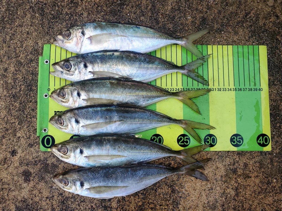 twobytwo_sp's tweet image. フィールドスタッフ谷口プロからの
報告

バーチカルラッキー2.5 / バーチカルラッキーリーン
新色「攻速サンダーグレープ」
（年明け販売予定）
25cm〜32cmのアジが連発！

さらに今回は
初心者の方2名が初挑戦で尺アジキャッチ！

誰が使っても結果が出る。
それがバーチカルラッキーシリーズです。