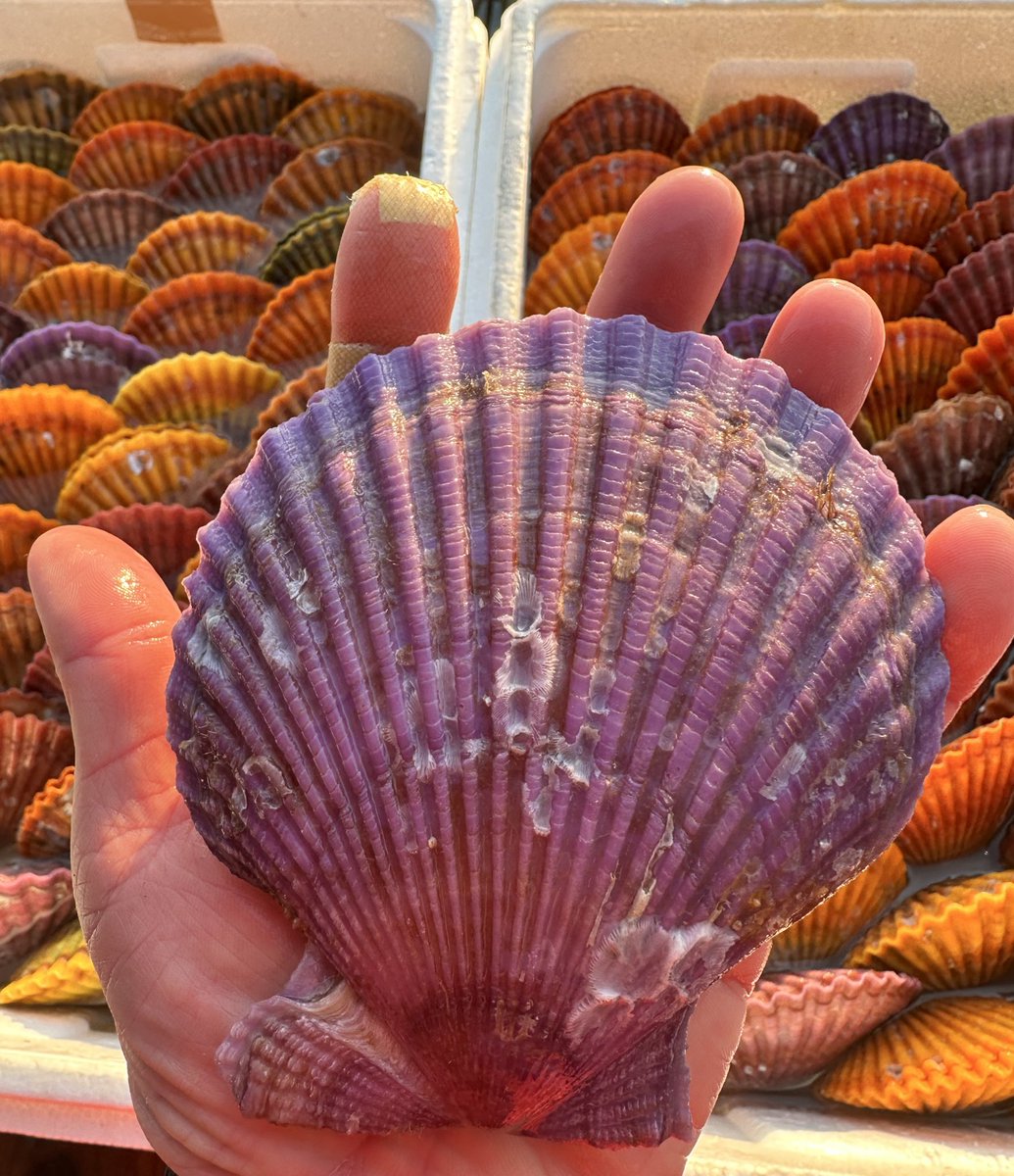 umitsuki24's tweet photo. 12/28日🏝️朝から三角の湊鮮魚に大きな緋扇貝を100個配達してきたよ🚚すぐなくなるので早く買いに行って下さいね🚙

#海付水産 #ヒオウギ貝 
#三角 #湊鮮魚 https://t.co/La1AhqEN9v