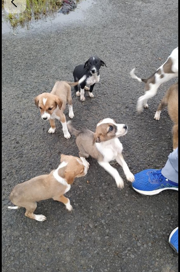 Stray animals r citizens of this ecosystem..India’s moral decline shows in how casually we harm the voiceless.
Judicial outreach must include empathy,science &amp; law,not unkind public pressure alone.
#SaveIndianDogs 
#India4Animals 
<a href="/rashtrapatibhvn/">President of India</a>
<a href="/narendramodi/">Narendra Modi</a>