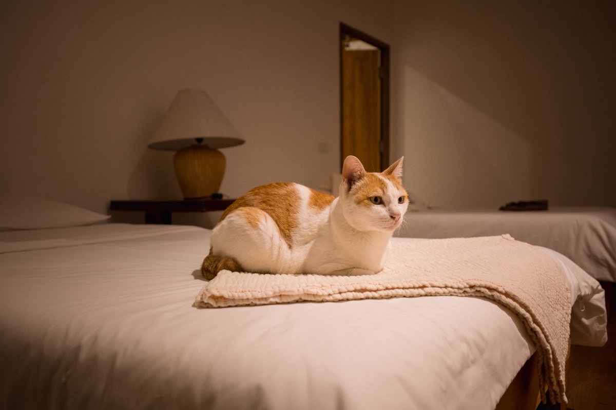 soman0317's tweet image. タイ🇹🇭のチェンマイの少しお高めなホテル泊まったら部屋に猫が居た🐈今夜は一緒に寝ます☺️