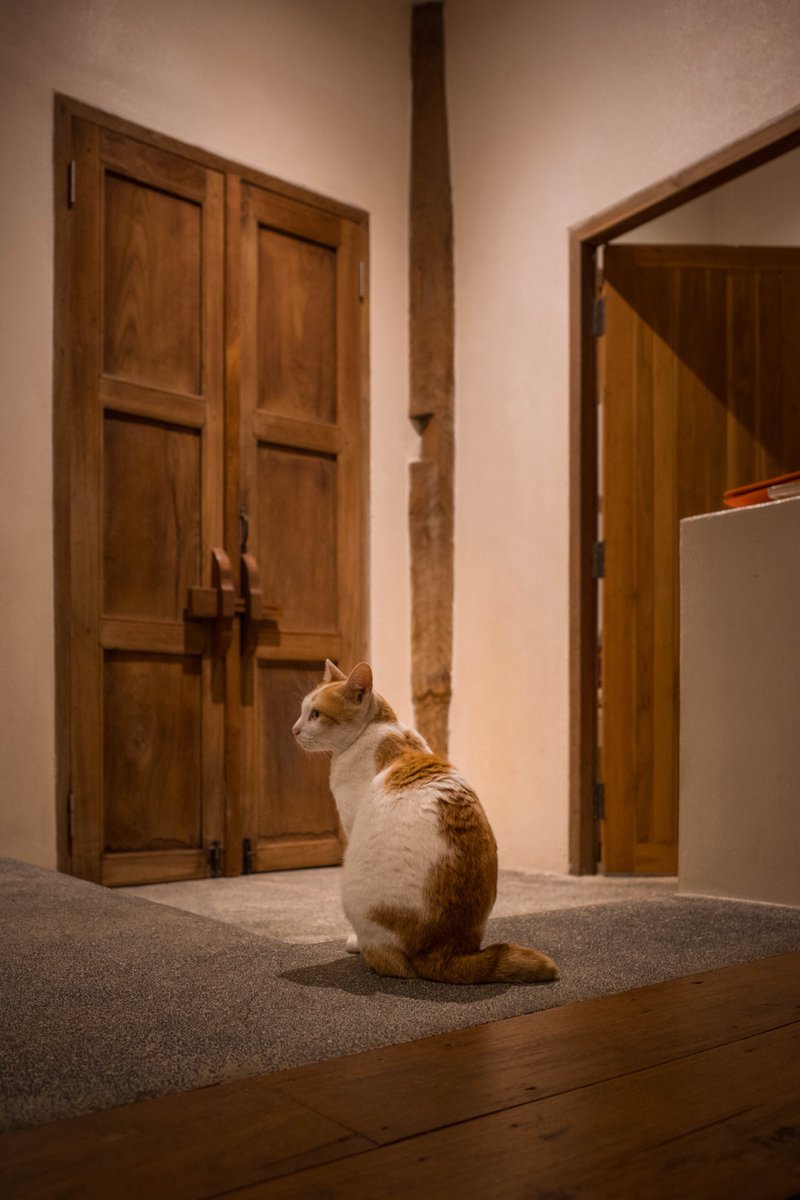 soman0317's tweet image. タイ🇹🇭のチェンマイの少しお高めなホテル泊まったら部屋に猫が居た🐈今夜は一緒に寝ます☺️