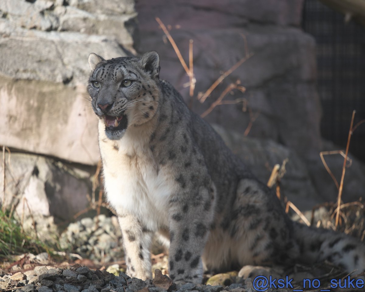 けーすけ (@ksk_no_suke) / Posts / X