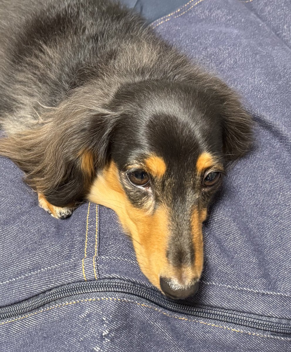 こうちゃん家】ダックス、ダックス、ときどきゴールデン (@kou111dachs