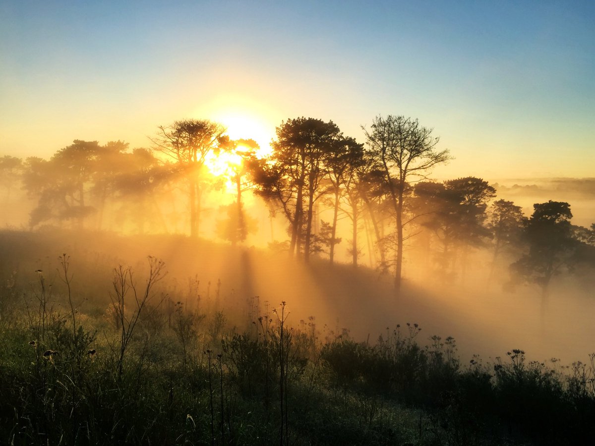 Greg Pitt tweet media