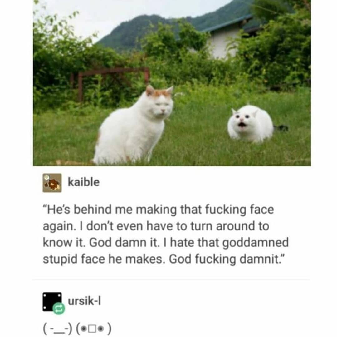 Punch Cat (@punchingcat) on Twitter photo 