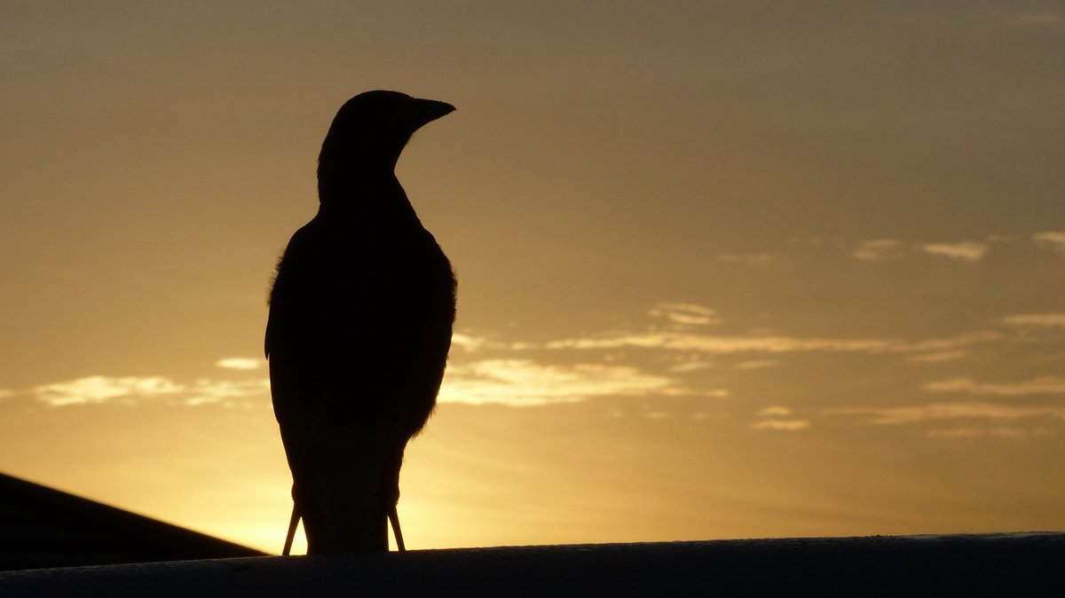 Greg Pitt tweet media