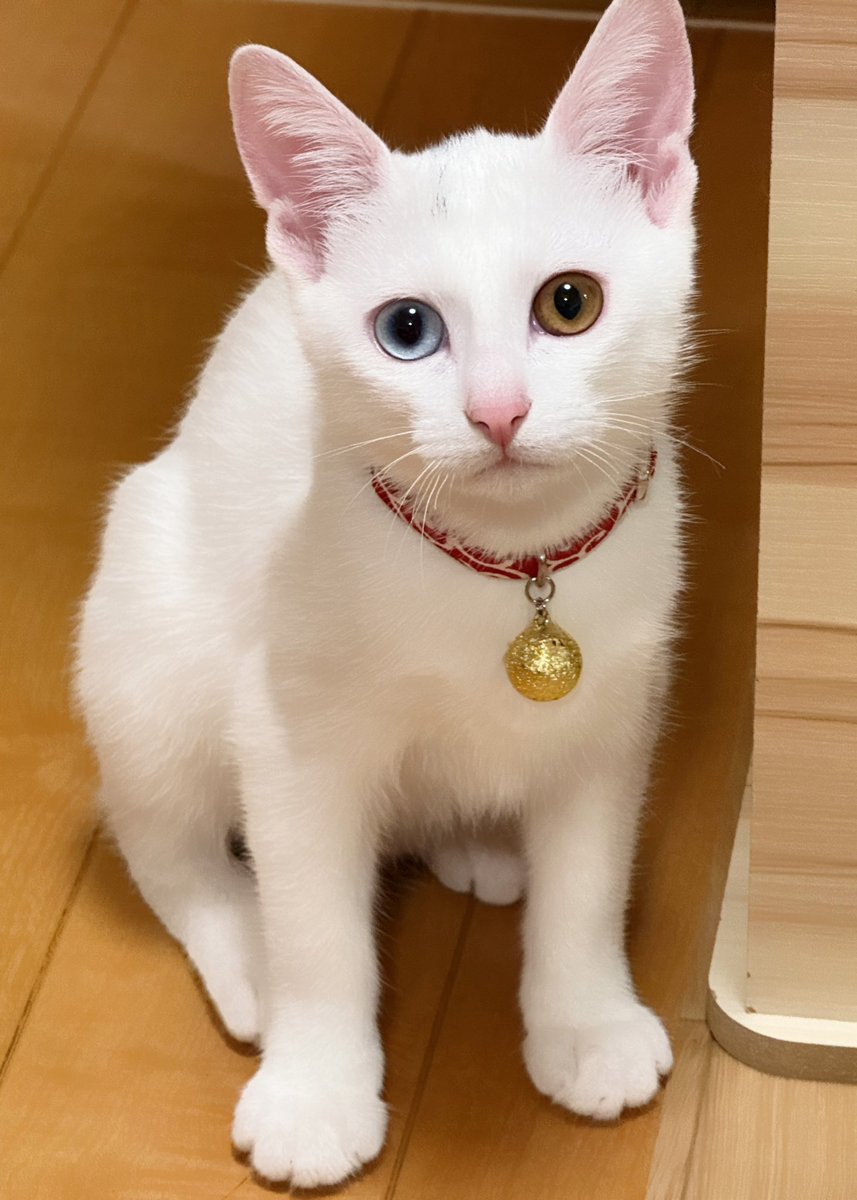 刺身食べてるあいだ
ずっとこちらを見てました