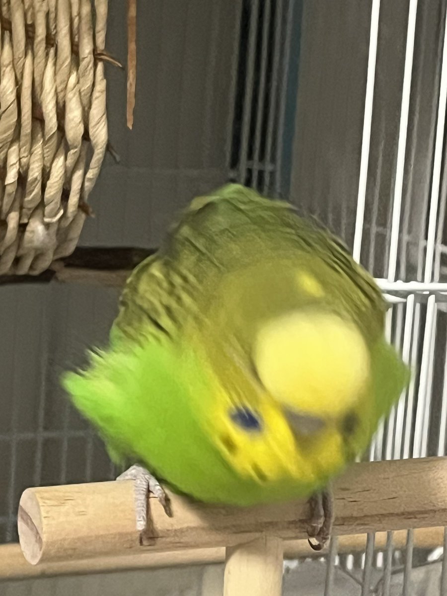 Post by 🍮ぷりん🍮 on X: ｼｭｯ