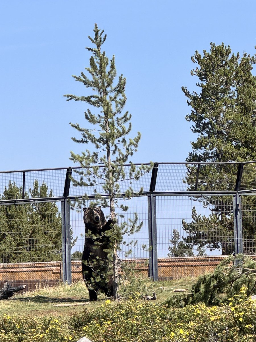 prasannasanthi's tweet image. Day 9 of the last 12 days of 2025 is September!
Please post, share or QP one favourite photo from #September 2025 
While returning from Grand Tetons NP to West Yellowstone Airport on the way we met these awesome guys in Grizzly Bears &amp;amp; Wolf Centre on Sep 1 

#Pras_Clicks