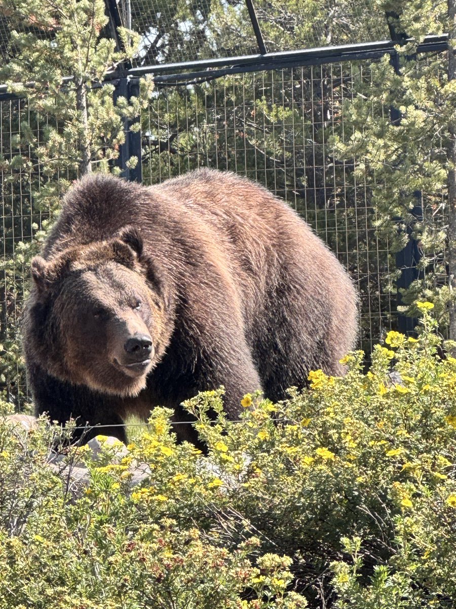 prasannasanthi's tweet image. Day 9 of the last 12 days of 2025 is September!
Please post, share or QP one favourite photo from #September 2025 
While returning from Grand Tetons NP to West Yellowstone Airport on the way we met these awesome guys in Grizzly Bears &amp;amp; Wolf Centre on Sep 1 

#Pras_Clicks