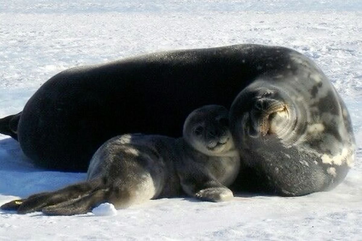 nerpamindset's tweet image. let’s pose with mama