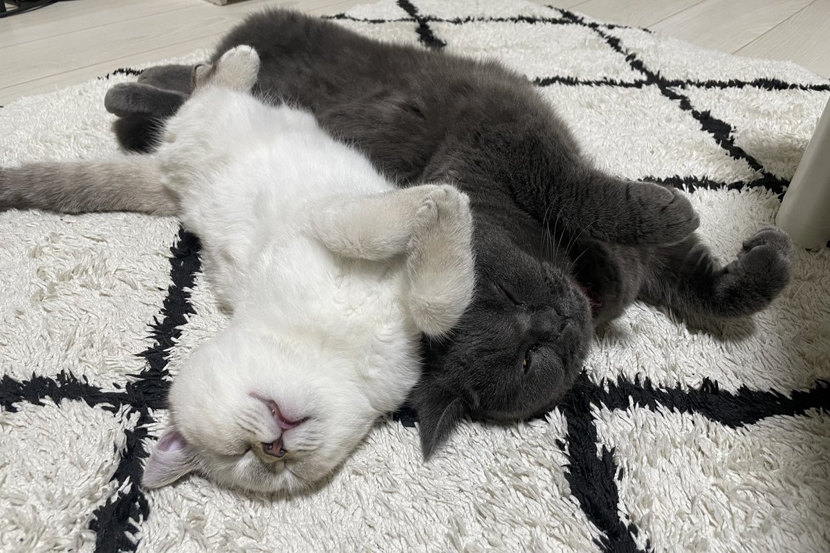 ルリ (@ruri_1113bu) / Posts / X