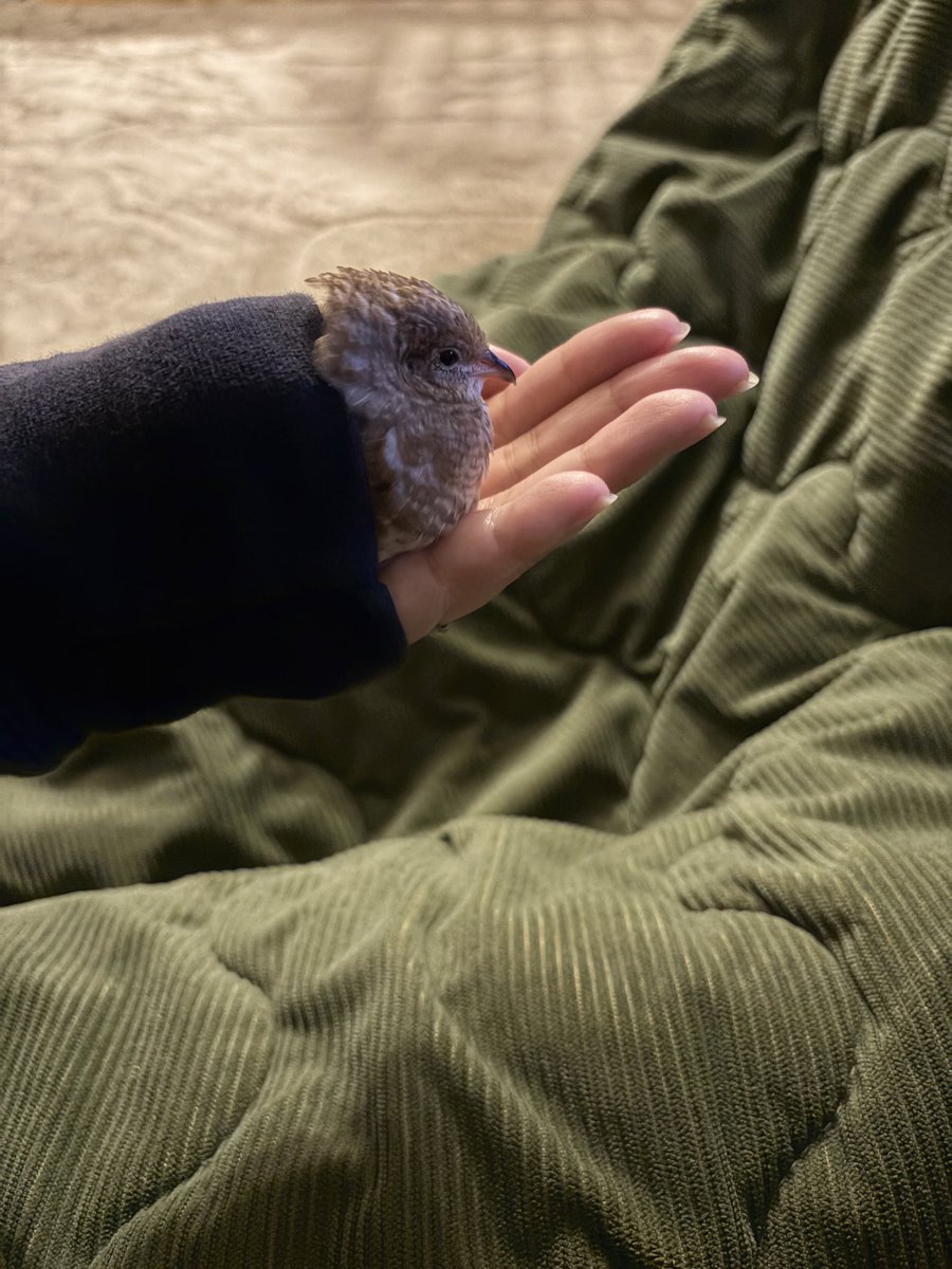 うずらちゃん うずらちゃん (@idd_o7) / Posts / X