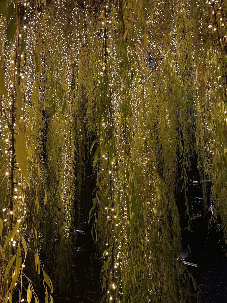 seraphicxc's tweet image. 