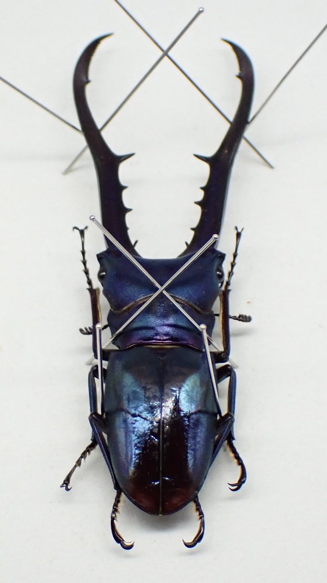 わたくわ (@watakuwa_1911) / Posts / X