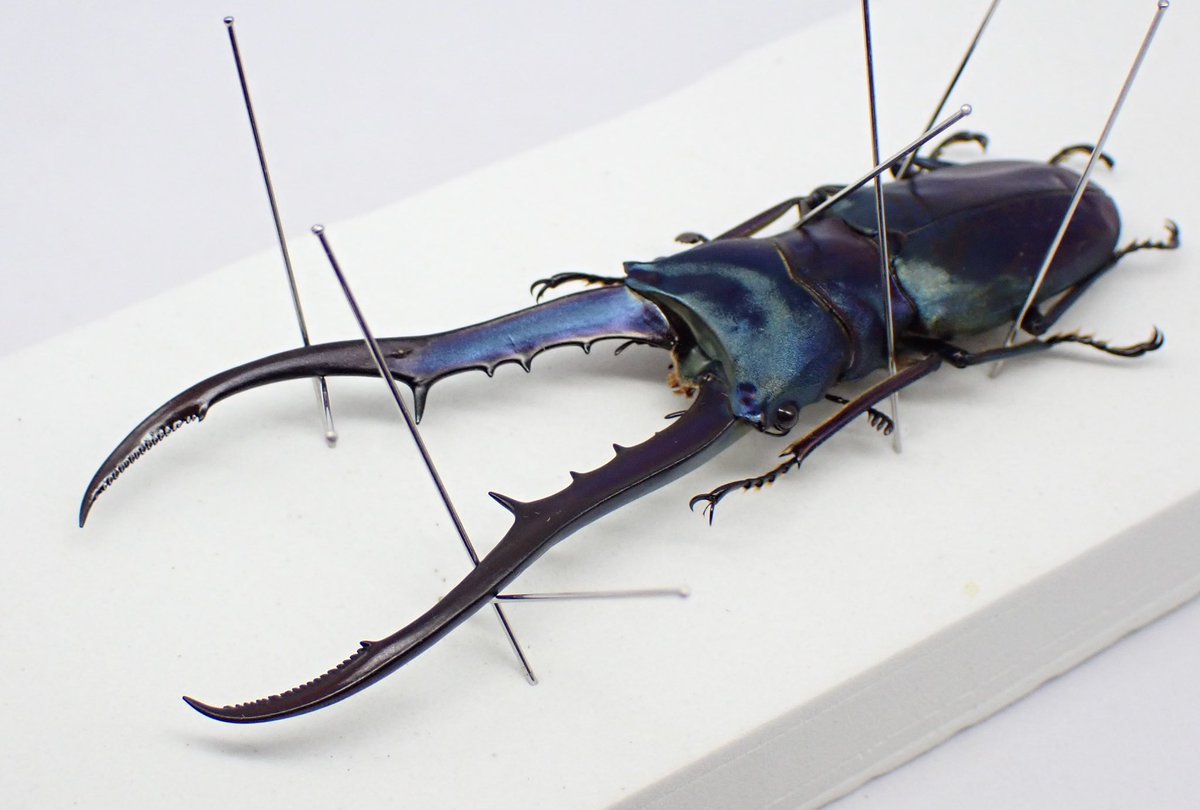 カブクワブリード引退セット【初回出品から追加あり。詳しくは本文で】 わたくわ (@watakuwa_1911) / Posts / X