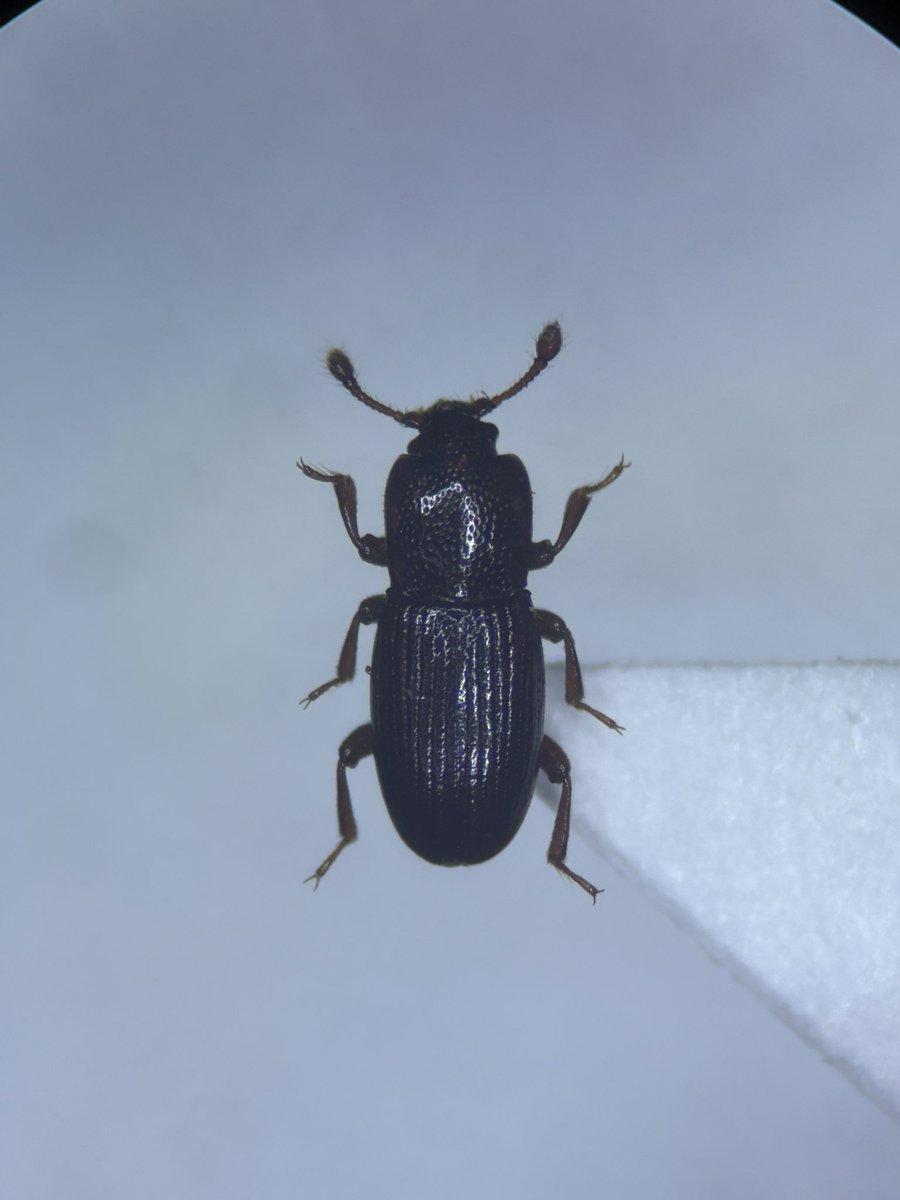 チビカクホソカタムシだと思うが確信が持てない。HOK