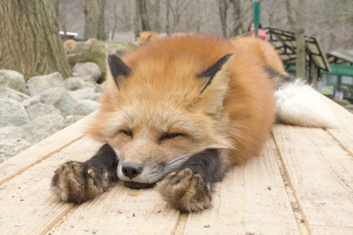 狐仙人乃弟子 トコノ オルタ tweet media