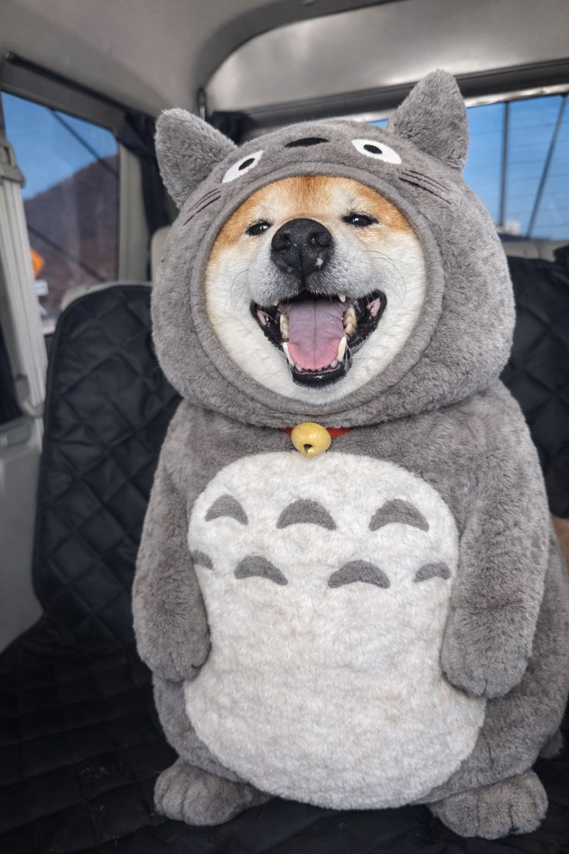 kogudon2990's tweet image. となりのトトロ
#おもちさんの日常