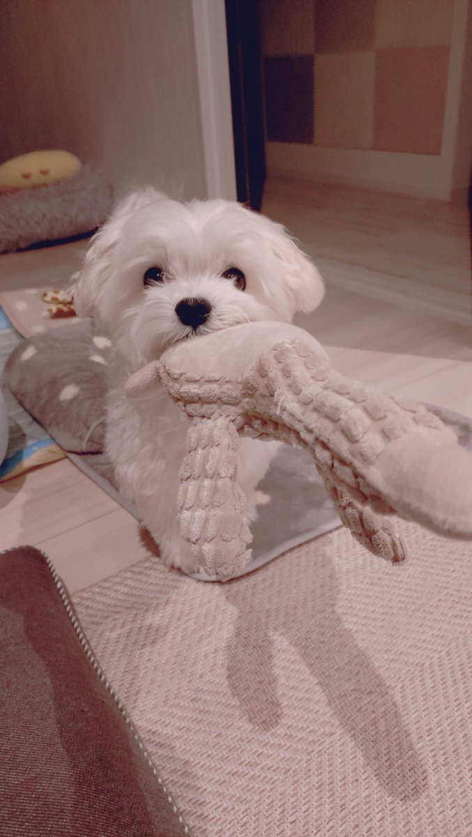 にこまる (@6yQgZFNMNk76215) / Posts / X