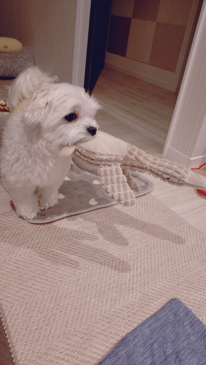 にこまる (@6yQgZFNMNk76215) / Posts / X