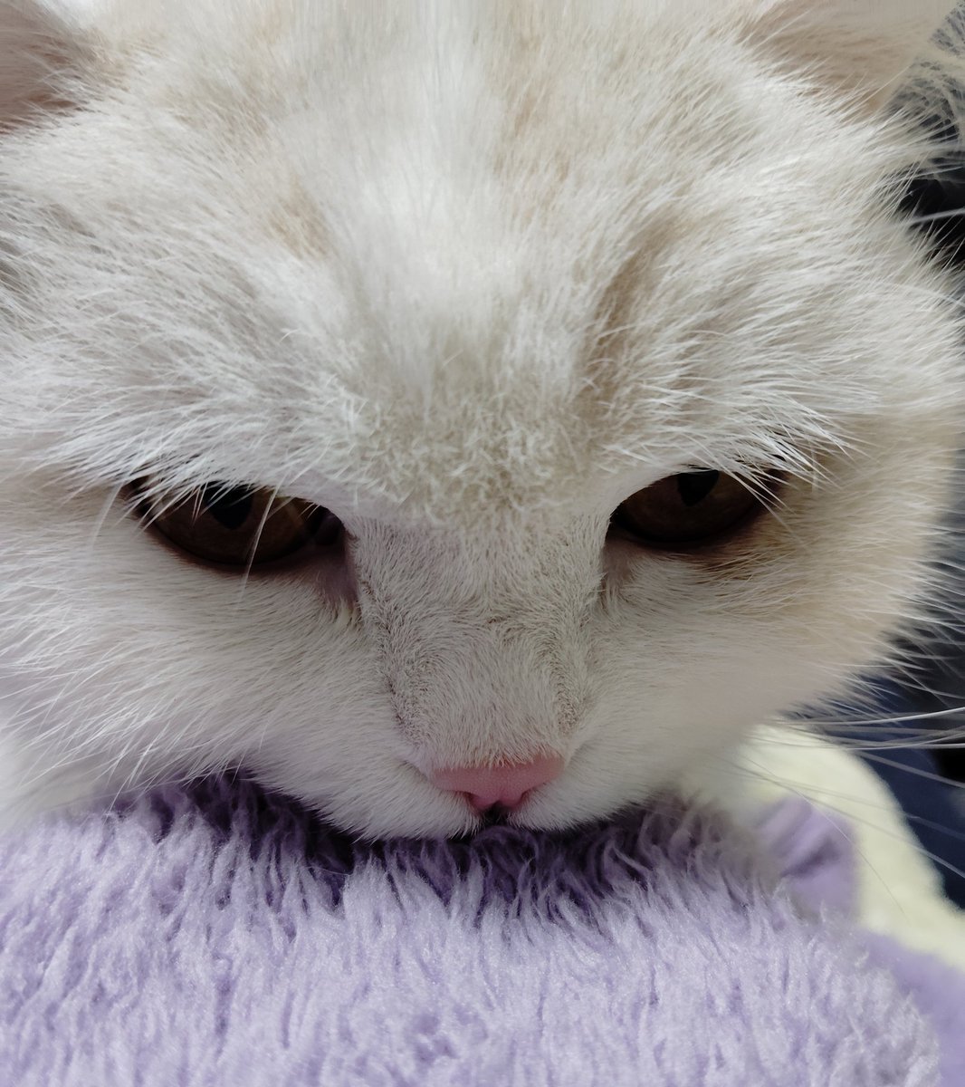 ふくちゃんページ 福ちゃん (@fukuchanwhite) on X