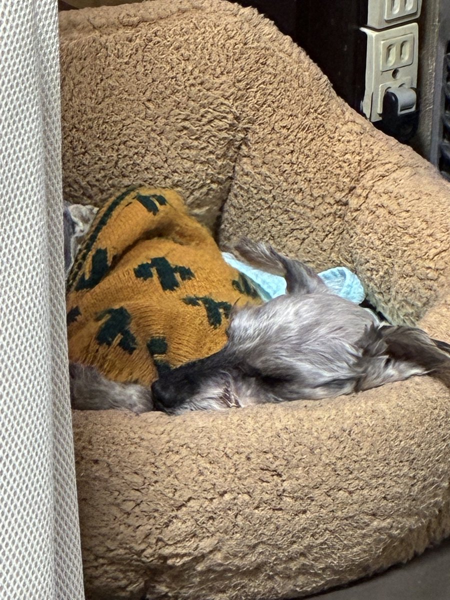 あざとかわいいとはこれか！