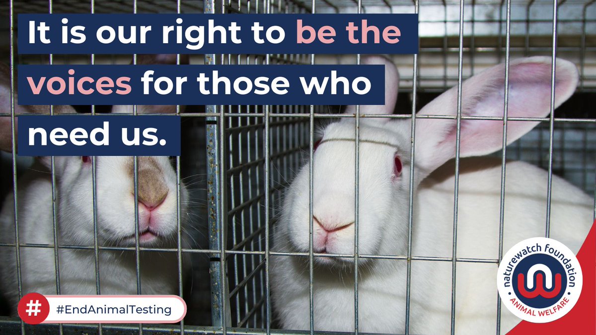 UK Animal Charities Receive Grants to Rescue Dogs, Rabbits and Cats from Illegal Pet Trade
