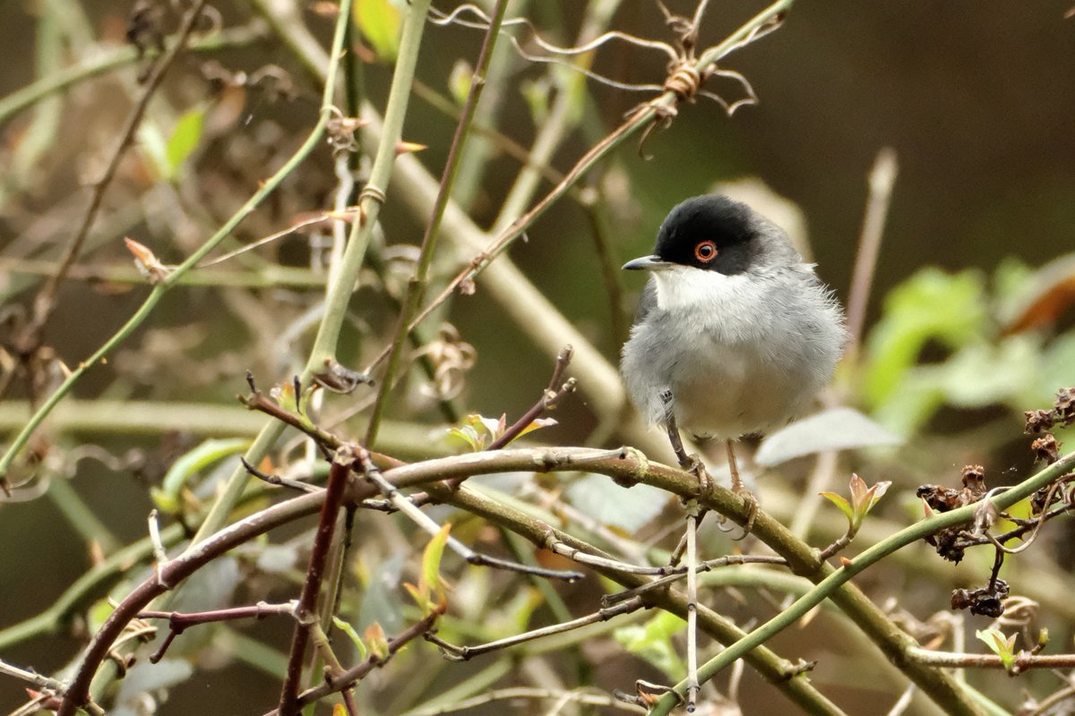kuzeyormanlari's tweet image. Maskeli ötleğen güzelliğimiz🖤 Atatürk Kent Ormanı mevkilerimizden...

Yuvası işgal ve tahrip altında olmasına rağmen hala #KuzeyOrmanlarıKuşları görüyorsanız, bilin ki; sevgi, emek, umut ve cesaretle savunuluyordur.

f.@sevojoy 🙏