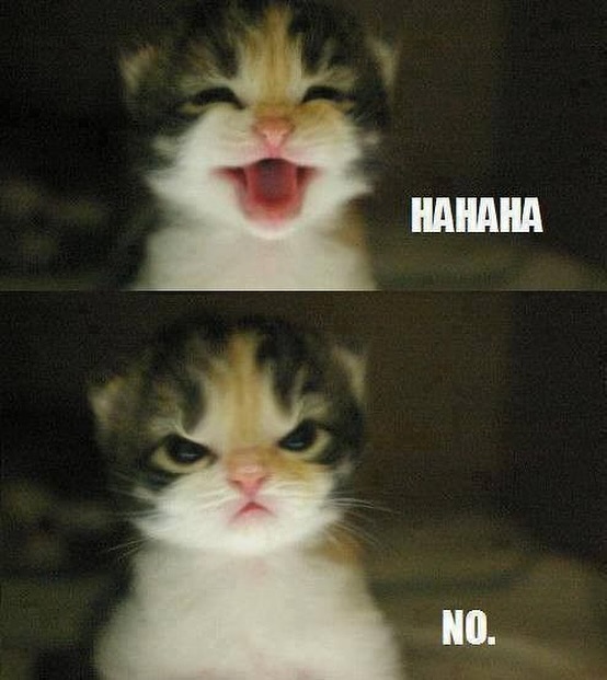 Catsillyness's tweet image. 