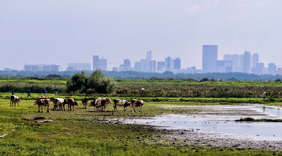 ol2016's tweet image. Zomaar een foto uit 2014. Gezicht op #rotterdam vanuit #berkelenrodenrijs.