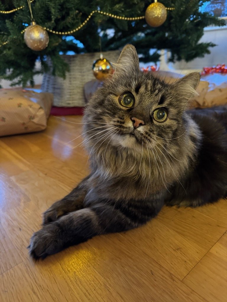 LostFish's tweet image. What about a second Christmas?