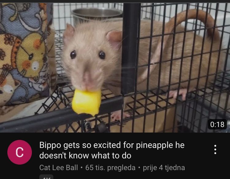 horse dentist tweet media