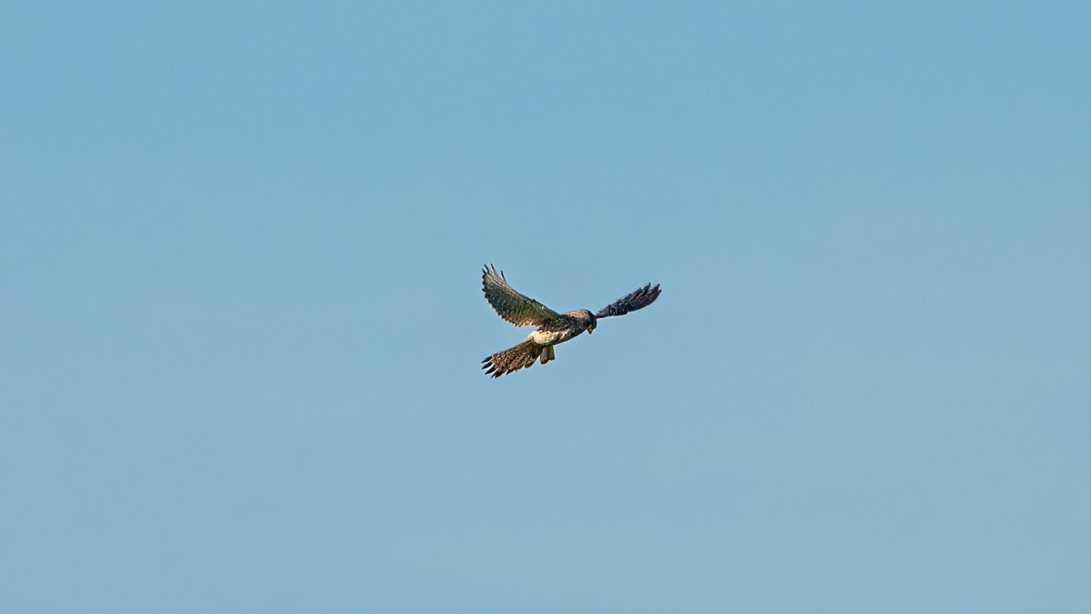 Prachtig winterweer op Voorne aan Zee ☀️ #weerfoto #Hellevoetsluis <a href="/EilandVoorne/">voorne aan zee</a> <a href="/KikiBo21937/">Monique Bormans</a> <a href="/johan_klos/">Johan Klos</a> <a href="/BasMunne/">BasMunne</a> <a href="/MRTfotografie/">Marianne Rouwendal🌿</a> <a href="/WNLVandaag/">WNL Vandaag</a> <a href="/EdAldus/">Ed Aldus</a> <a href="/BuienRadarNL/">Buienradar</a> <a href="/janvissersweer/">JAN VISSER</a> <a href="/weerverteller/">Weerverteller.nl</a> @weerplaza