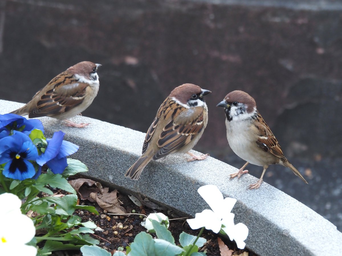 ちゅんちゅん ちゅんちゅん (@chunchu0803) / Posts and Replies / X