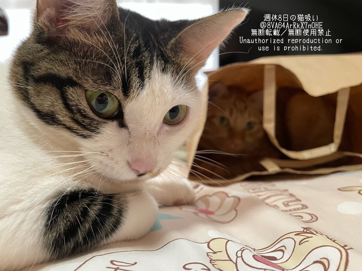週休8日の猫吸い (@8VA64ArRkX7nOHE) / Posts / X