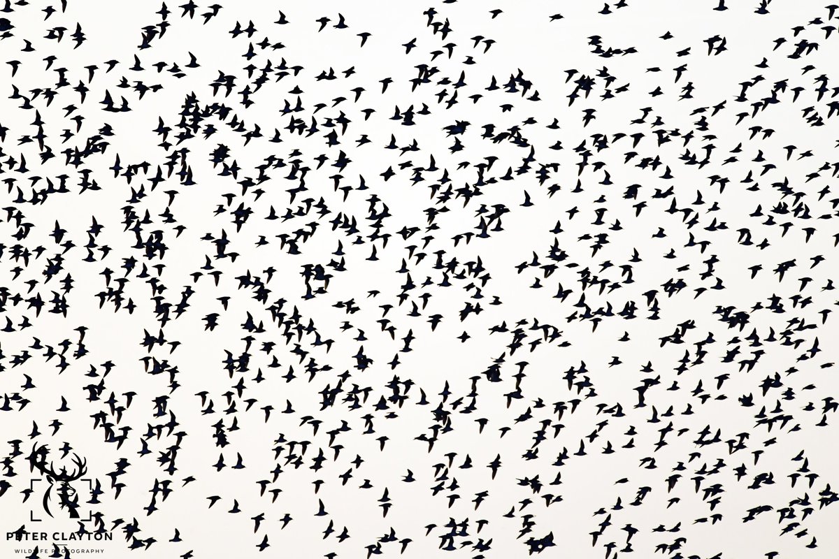 This is my first post in a while so I wanted to keep it simple. As thousands of Knot took to the sky during high tide, I opted for black and white to give this image a more atmospheric feel. #blackandwhite #atmospheric #coastalwildlife #knot #murmuration