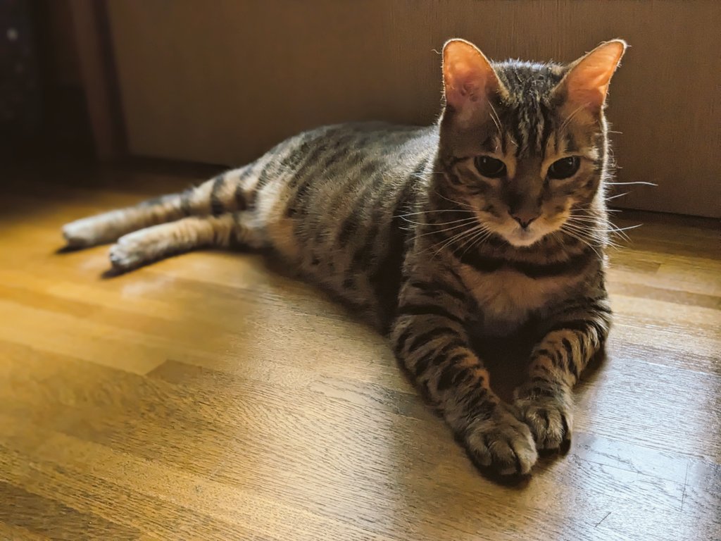 猫好き柔道整復師 tweet media