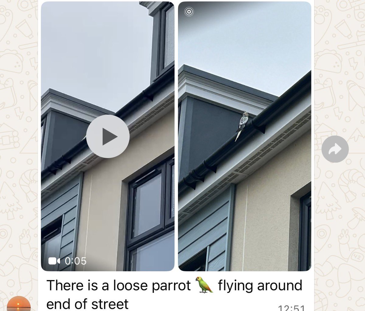 Sarah Go Green💚 tweet media