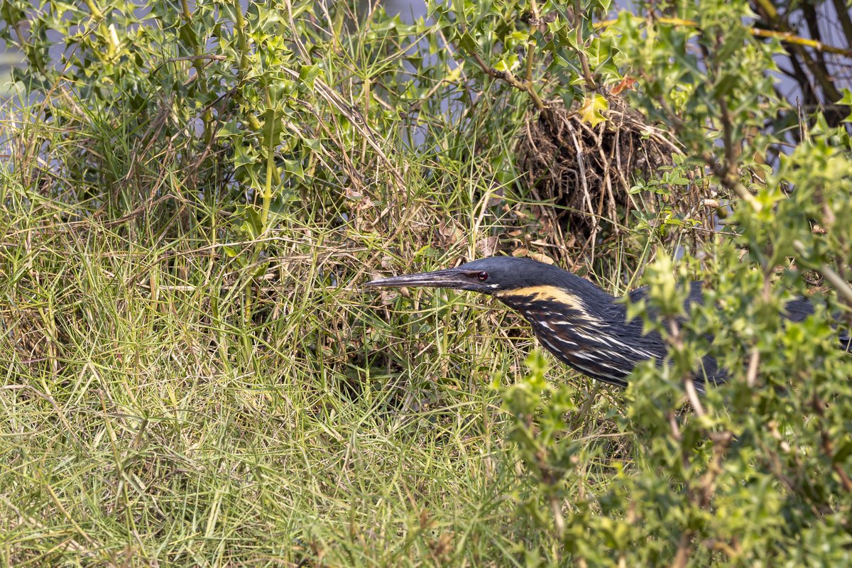 diptensworld's tweet photo. Sunday Nature Pics: @Indiaves

Extremely difficult to sight and especially tough to get clear photographs, the Black Bitterns are skittish and skulking, always moving hiding, nesting and feeding under the reed beds and dense waterside shrubs. They seldom reveal themselves during daytime being crepuscular and only fly out from under the bushes at times of imminent danger. The food consists of frogs, fish, insects and small crustaceans. An amazing encounter at Bhitarkanika, Odisha.
 
#wildlife #wildlifephotography #travel #animals #animalphotography #nature #birds #birding #birdwatching #birdphotography #naturephotography #landscape #bhitarkanika #odisha #blackbittern #bittern