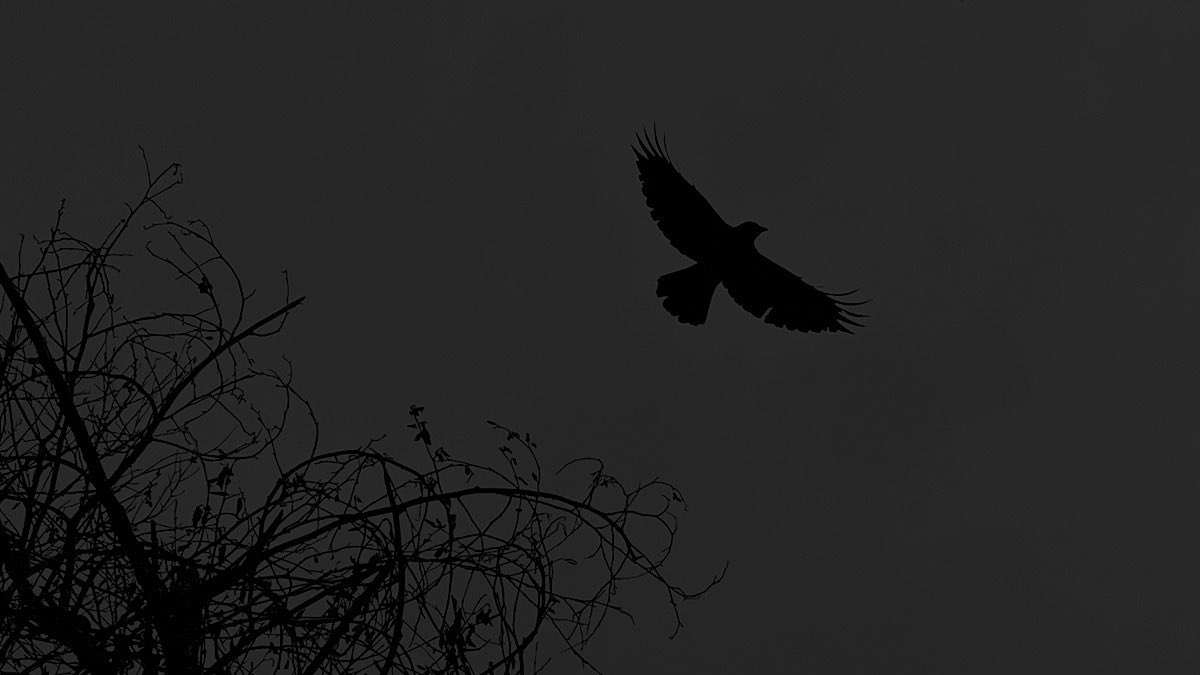 THERAVENRPG's tweet image. ᅠ
ᅠᅠ 
ᅠᅠ 
     ᅠᅠ     𖬺͟ ،    ﹝ ﹟ 𝓴͟𝐧𝐨𝐜𝐤, 𝓴͟𝐧𝐨𝐜𝐤....  .ᐟ ﹞  
         𝓻𝘢𝘷𝘦𝘯 𝘷𝘦𝘶𝘵 𝘷𝘰𝘪𝘳 𝗹𝗲𝘀 𝟰 𝐝͟𝐞͟𝐫͟𝐧͟𝐢͟𝐞̀͟𝐫͟𝐞͟𝐬͟ 
         𝚙𝚑𝚘𝚝𝚘𝚜 𝗱𝗲 𝘁𝗮 𝗴𝖺𝗹𝗲𝙧𝗂𝗲 .ᐟ
ᅠ
ᅠ
ᅠ