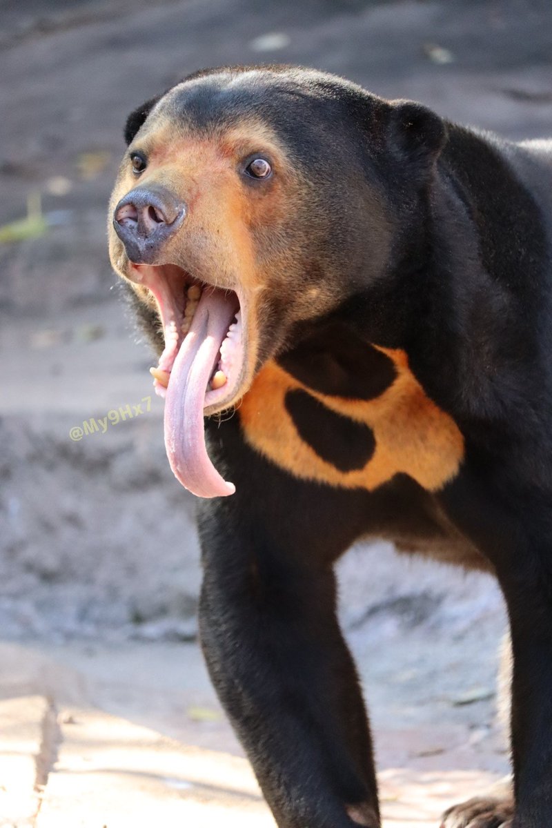 サヤネコ (@My9Hx7) / Posts / X