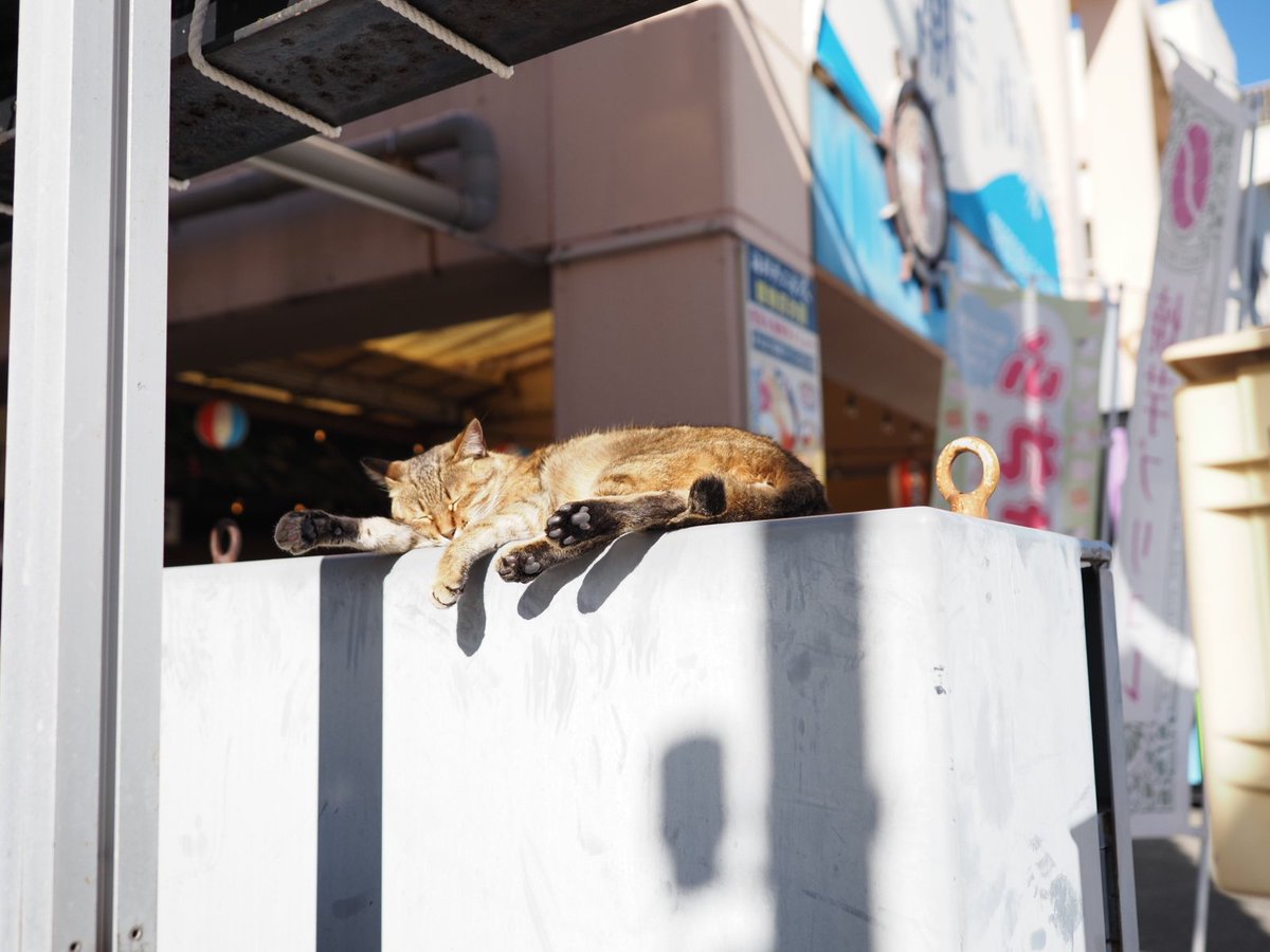 SEKI_PHOTOS's tweet photo. 今日

まじで17mm F1.2しか使ってない。12-40 F2.8はどうした https://t.co/acJu5EFDz1