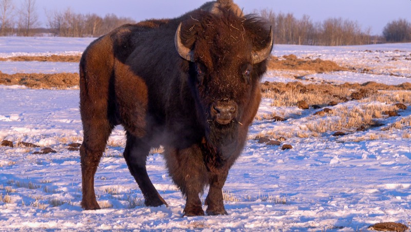 The only difference between these two buffalo is one is tastier and you can make things from the leftover parts. 

They are both getting expensive though.