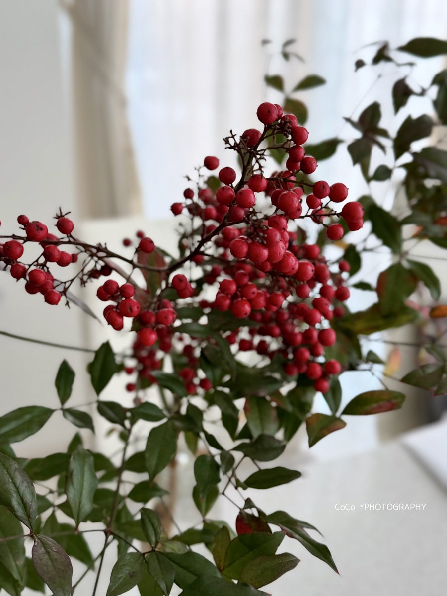 coco (@39coco39coco) / Posts / X