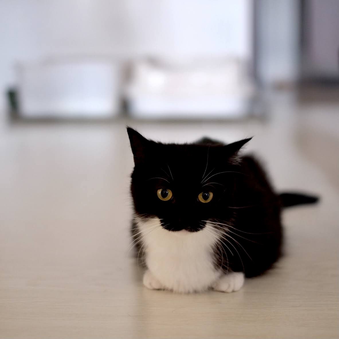 Uni at 1 year old, still a rookie chicken boy :3