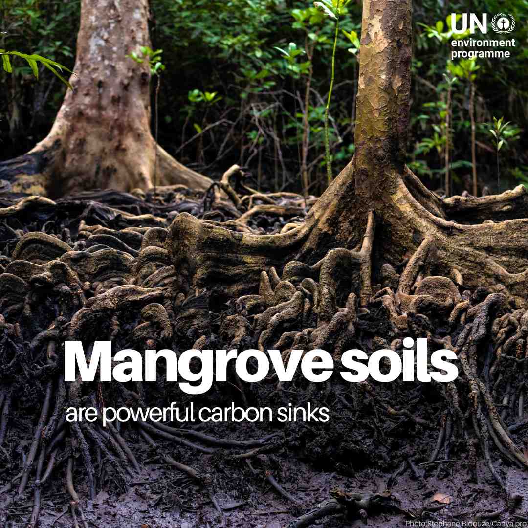 UN Environment Programme tweet media