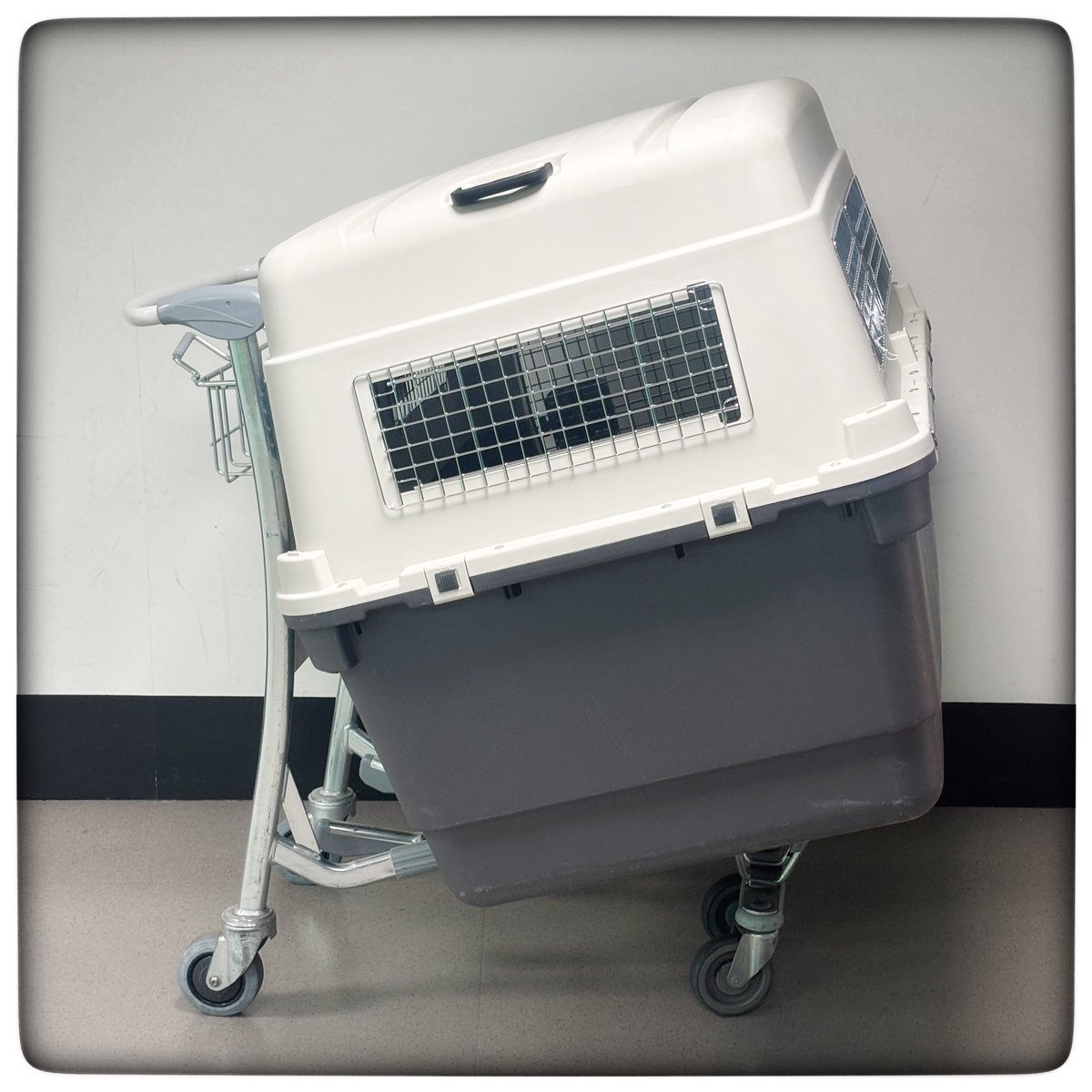 Ray McManus tweet media