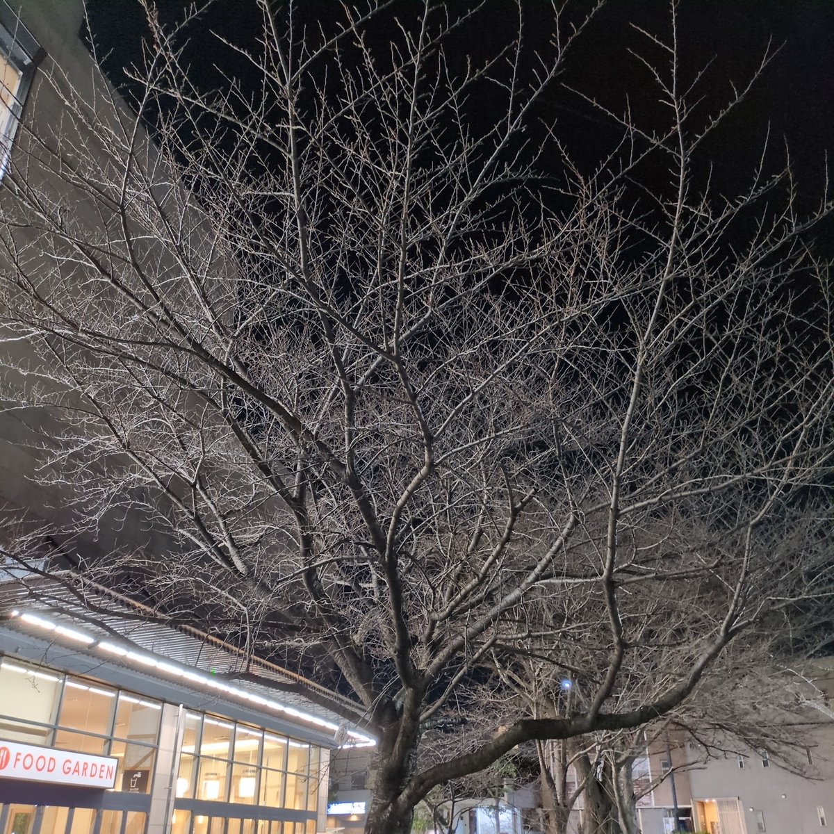 来年の春もまたキレイな花を咲かせて欲しい！！ ⇒🌸😭✊️ 今頑張って