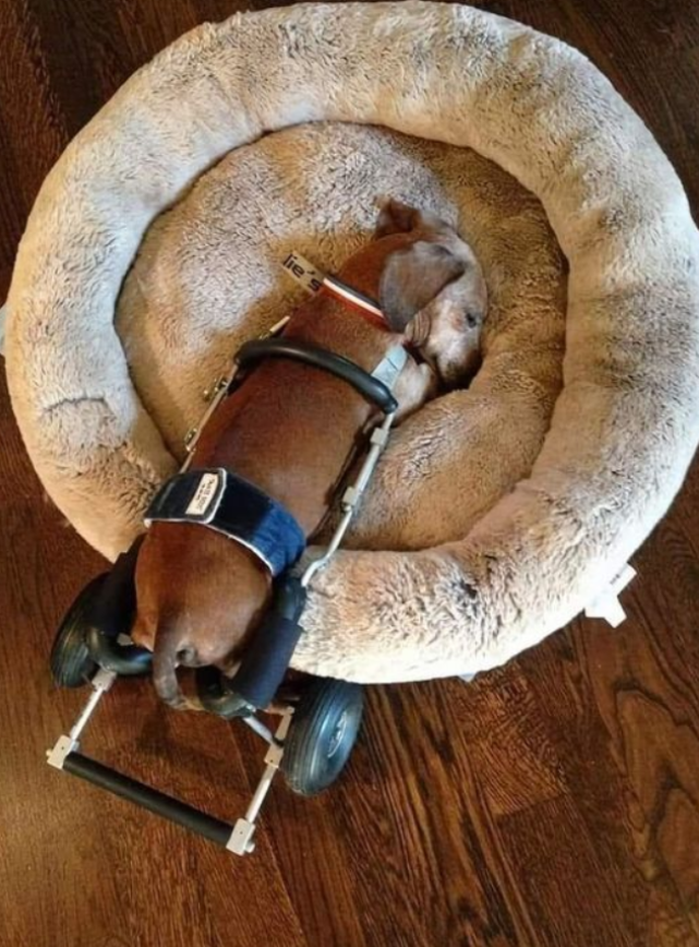 Best in Dogs tweet media